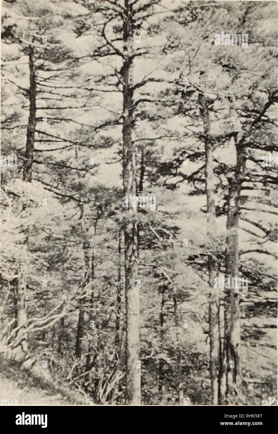 . Biology of rust resistance in forest trees : proceedings of a NATO-IUFRO advanced study institute, August 17-24, 1969. Trees; Pine; Trees; Rust diseases. 130 S. K. HYUN. Fig. 5. Pinus koraiensis-Pinus densiflora Sieb. $ Zucc. forest type on a dry west facing slope (Elev. 1,500 m, Mt. Chii, 35°N lat.). ^n SILVICULTURAL CHARACTERS P. koraiensis is typically a pyramidal straight tree around 40 m high and 1.50 m d.b.h. at 300 to 500 years. It is known as the finest tree of Korea for timber quality. Leaves are dark green, straight, and 6 to 12 cm long. Cones are short-stalked and 9 to 14 cm long. Stock Photo