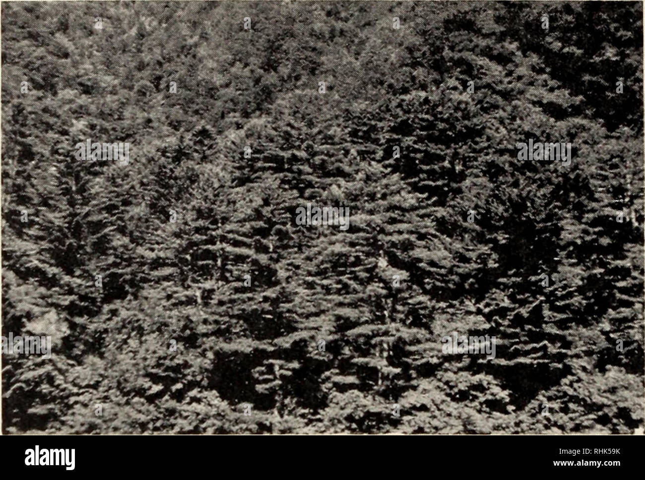 . Biology of rust resistance in forest trees : proceedings of a NATO-IUFRO advanced study institute, August 17-24, 1969. Trees; Pine; Trees; Rust diseases. 128 S. K. HYUN. Figure 3. Out looking view of the Pinus koraiensis-Abies holophylla forest type (Elev. 600 m, Mt. Sorak, 38°N lat.) SITE REQUIRENENTS The climate over the range of Korean pine is cool and humid. The mean annual temperature over the range in Korea is between 1.3°C and 7.5°C. The mean maximum temperature in August ranges between 23°C and 28°C and the mean minimum temperature in January ranges between -10°C and -25°C. The extre Stock Photo
