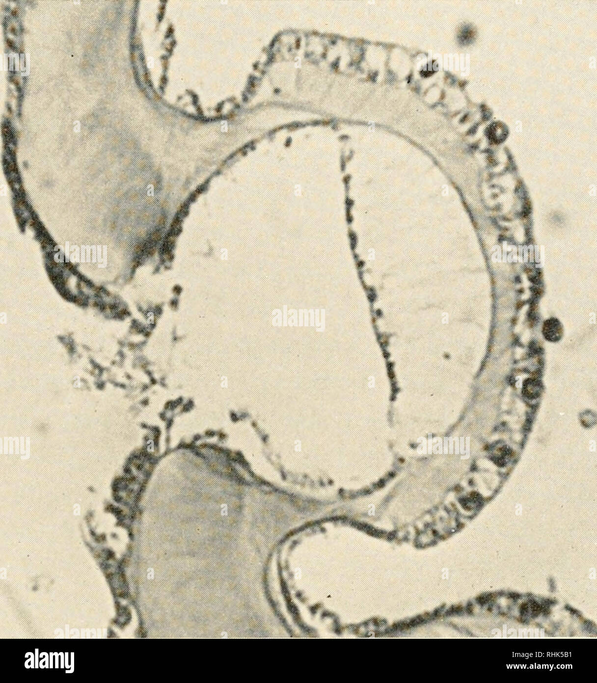 Cnidarians | PDF, image size:1216x1390