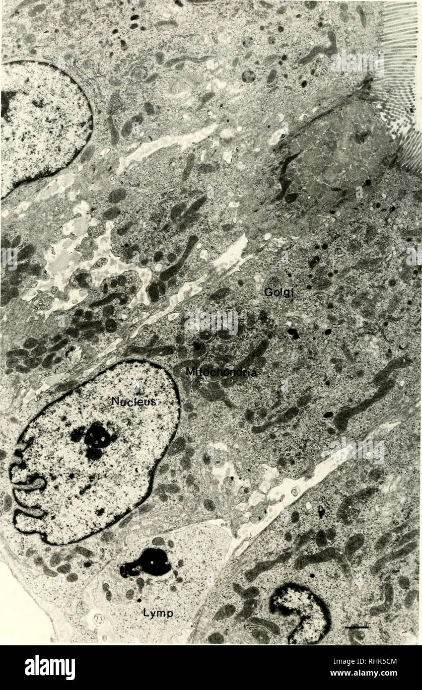 . Biology of New World Microtus. Rodents; Rodents; Microtus; Voles. 242 Phillips. Fig. 29. TEM survey of typical enterocytes in small intestine of Microtus. Note also the small infiltrating lymphocyte (Lymp). Scale bar = 1 jxm.. Please note that these images are extracted from scanned page images that may have been digitally enhanced for readability - coloration and appearance of these illustrations may not perfectly resemble the original work.. Tamarin, Robert H; American Society of Mammalogists. [Stillwater, Okla. ] : American Society of Mammalogists ; Shippensburg, Pa. : distributed by Vert Stock Photo