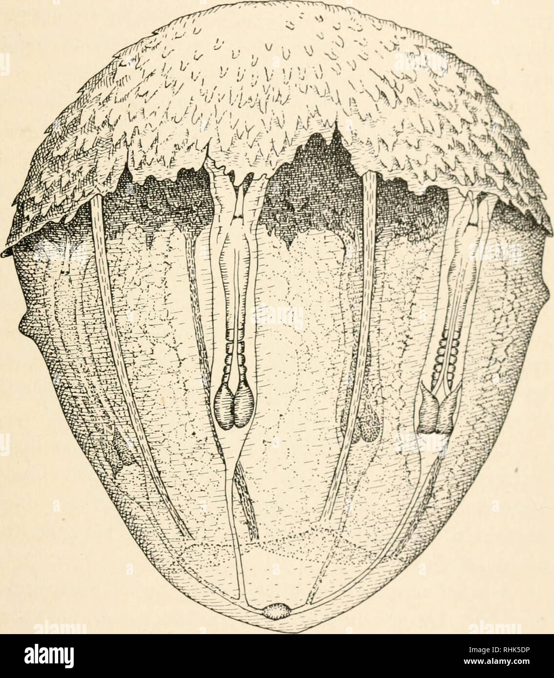 . The biology of twins (mammals). Twins. TWINNING IN DASYPUS NOVEMCINCTUS 57 Vitelline blood vessels, arranged somewhat as in the area pellucida and area opaqua of the avian egg, are. Fig. 18.—Armadillo egg showing that the primary embryos (II and IV) are in advance of the secondary embryos (I and III). The primary placenta as Trager is becoming displaced by the secondary true placenta, which is covered with villi, or short finger-like processes (see stage X). (Redrawn from Newman and Patterson.) very characteristic features of this stage; no blood is found in this vitelline area and no vitell Stock Photo