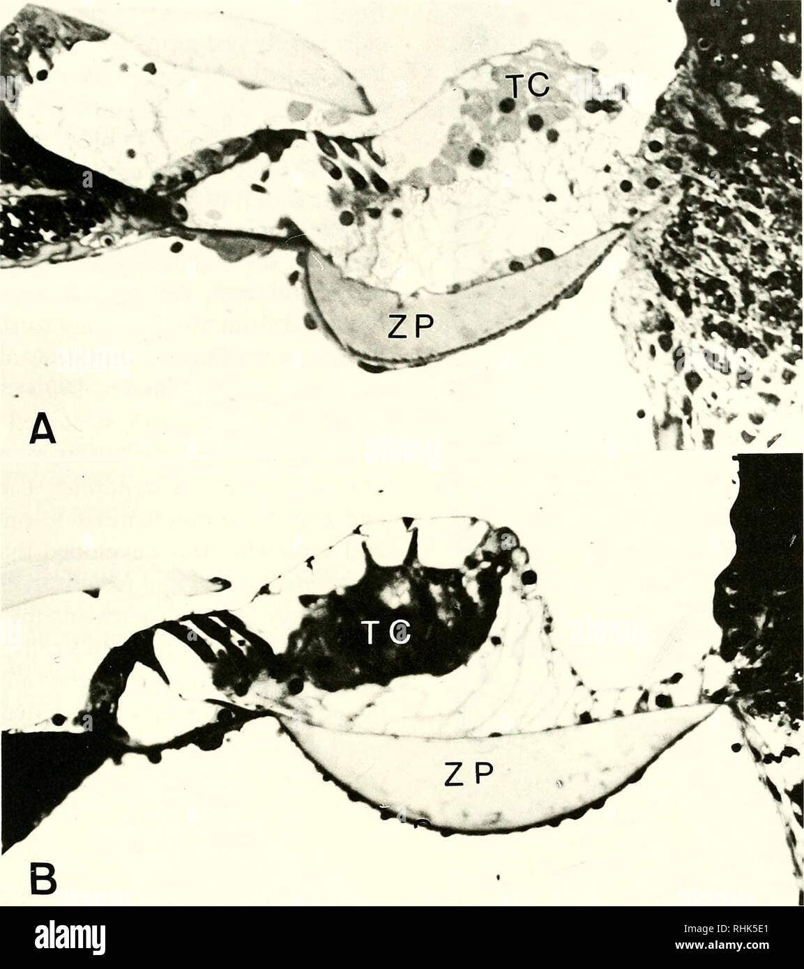 . Biology of the Heteromyidae. Heteromyidae. HETEROMYID EAR 283. Fig. 10. —Organ of Corti in the second cochlear turn. A. Perognathus longimembris. B. Microdi- podops pallidus. TC = tectal cells, ZP = zona pectinata of basilar membrane. The degree of development and morphol- ogy of one type of these border cells is unique to Microdipodops, Dipodomys, Perogna- thus, and Chaetognathus among all mam- mal species studied to date. Webster (1961) and Webster and Webster (1975,1977) con- tend that these cells are homologous with the Henson's cells as described for all other mammal species studied. La Stock Photo