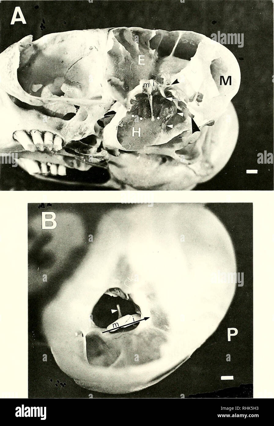 . Biology of the Heteromyidae. Heteromyidae. HETEROMYID EAR 273. Fig. 3A.—Middle ear cavity of Dipodomys ordii DML 4755 as seen ventrolaterally. E = epitym- panum, H = hypotympanum, M = mastoid, m = malleus, i = incus, small white dots = ventral margin of cochlea, white arrow = articulation between long processes of incus and stapes, small white arrowheads = bony canal for stapedial artery, large black arrowhead = site of communication between mastoid and hypotympanic chambers, small black arrowhead = short process of incus. B. The epitympanum of Z). deserti DML 4637. P = posterior, m = malleu Stock Photo