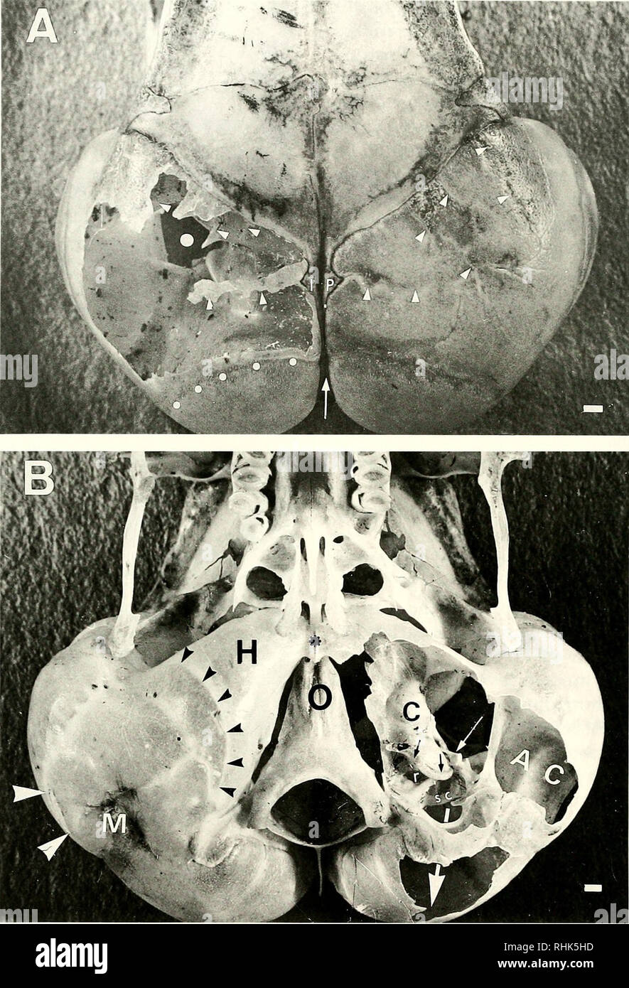 . Biology of the Heteromyidae. Heteromyidae. 272 LAY. Fig. 2. —Middle ear morphology of Dipodomys deserti DML 4637. A. Dorsal view. Arrowheads = buttresses between brain case and roof of epitympanum (left) and surface markings of buttresses on roof of epitympanum (right), large dot = opening between epitympanum and hypotympanum, small dots = partition between epitympanum and mastoid, arrow = occipital, IP = interparietal. B. Ventral view. AC = auditory canal opened ventrally, C = cochlea, H = hypotympanum, M = origin of sternocleidomastoid muscle, O = occipital, r = round window of cochlea, sc Stock Photo