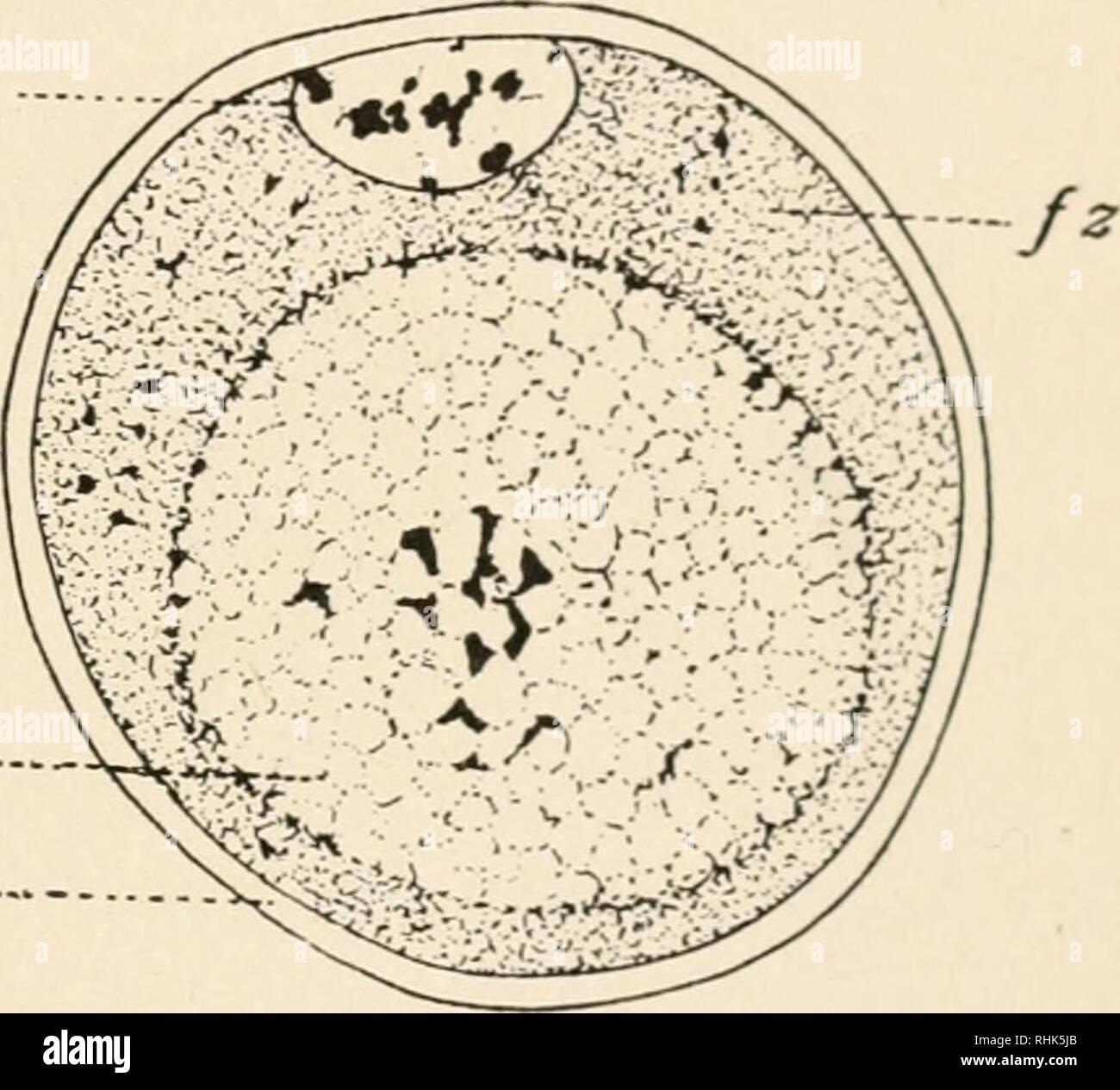. The biology of twins (mammals). Twins. TWINNING IN DASYPUS