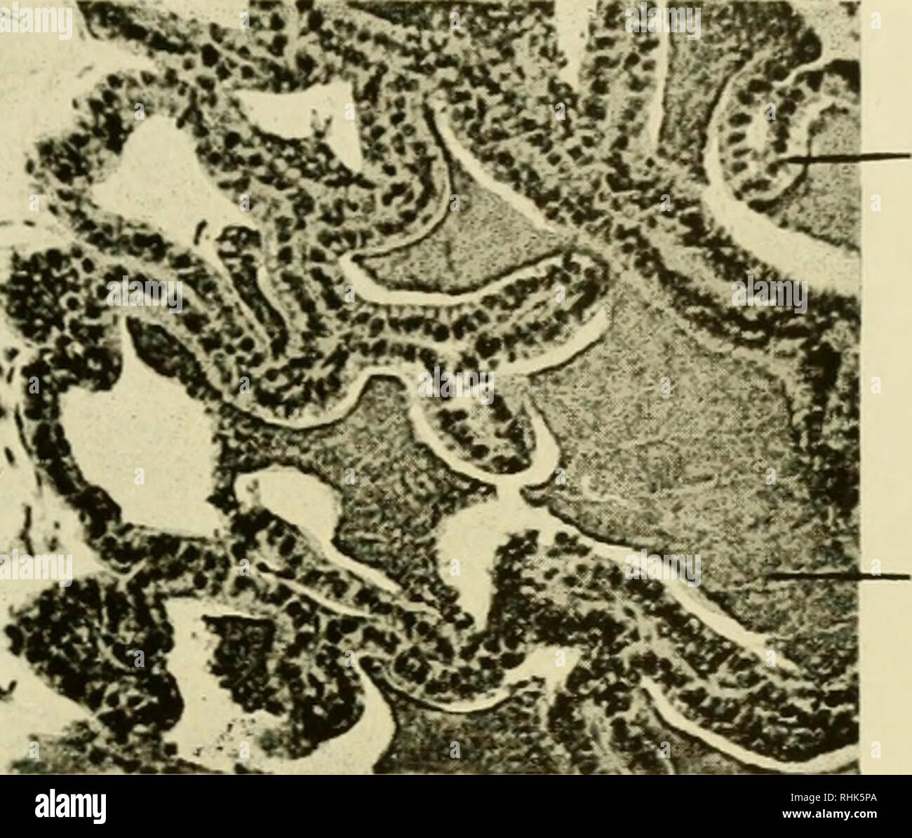 . Biology of the laboratory mouse. Mice as laboratory animals; Mice; Animals, Laboratory; Mice. HISTOLOGY 141 covered by a connective tissue sheath. The secretion, in sections stained with hematoxyUn and eosin, is intensely red and has a tendency to crack and form parallel fissures.. Epithelium Secretion Fig. 60.—'esicular gland. (XI75-) Coagulating glands.—The branched, tubular coagulating glands are lined by simple columnar epithelial cells having round, centrally located nuclei and eosinophilic cytoplasm. The mucous membrane forms curved longitudinal folds, some of which project far into t Stock Photo