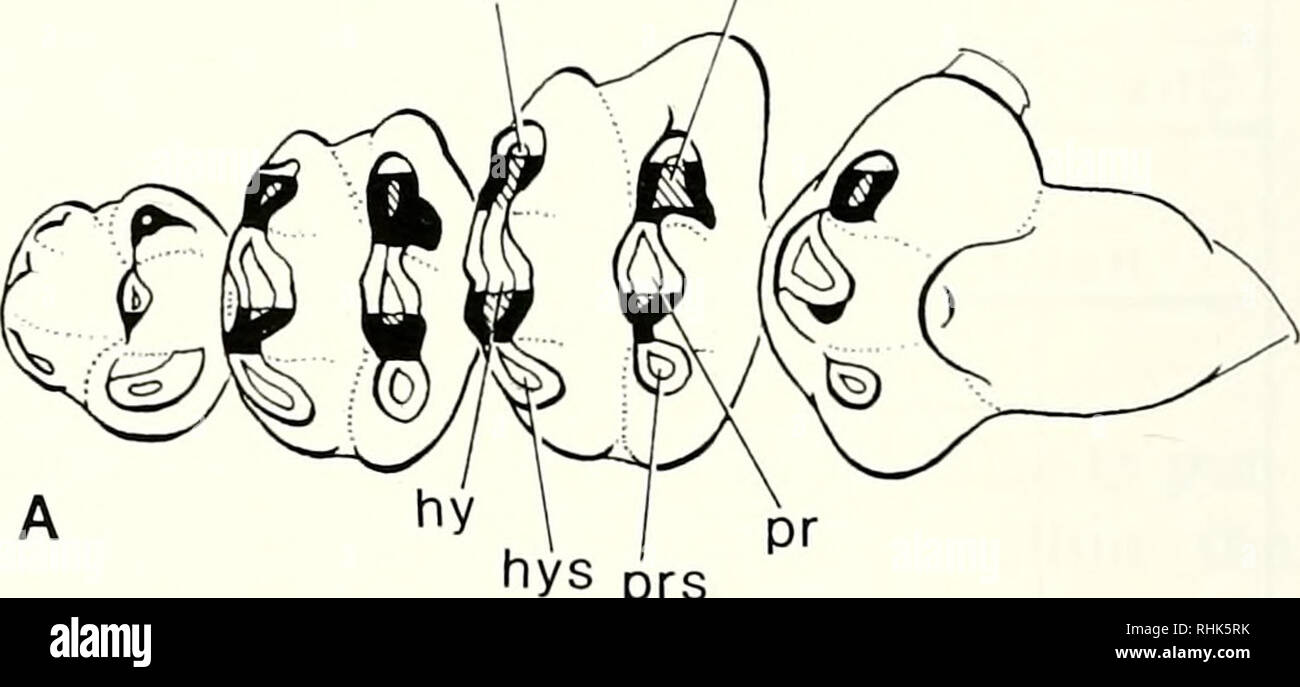 . Biology of the Heteromyidae. Heteromyidae. msid end Fig. 4. —Primitive eomyid crown pattern seen in Adjidaumo minutus. 4A. Upper cheek teeth, AMNH 5390, left side reversed. 4B. Lower cheek teeth, AMNH 5363, right side reversed. Cedar Creek, Logan Co., Colorado; Orellan. Anterior is to the right. Blackened wear surfaces tilt to- ward bottom of page, white toward top; stippled area is flat. Abbreviations: ac, anterior cingulum; acd, anterior cingulid; ecld, ectolophid; end, en- toconid; endL endoloph; hy, hypocone; hyd, hy- poconid; hys, hypostyle; hysd, hypostylid; msl, mesostyle; msld, mesos Stock Photo