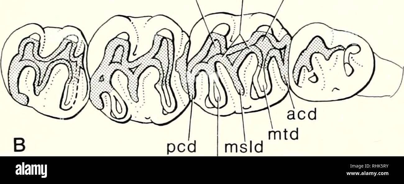 . Biology of the Heteromyidae. Heteromyidae. mt pa 1 mm hy I pr endl hyd ecld prd. msid end Fig. 4. —Primitive eomyid crown pattern seen in Adjidaumo minutus. 4A. Upper cheek teeth, AMNH 5390, left side reversed. 4B. Lower cheek teeth, AMNH 5363, right side reversed. Cedar Creek, Logan Co., Colorado; Orellan. Anterior is to the right. Blackened wear surfaces tilt to- ward bottom of page, white toward top; stippled area is flat. Abbreviations: ac, anterior cingulum; acd, anterior cingulid; ecld, ectolophid; end, en- toconid; endL endoloph; hy, hypocone; hyd, hy- poconid; hys, hypostyle; hysd, h Stock Photo