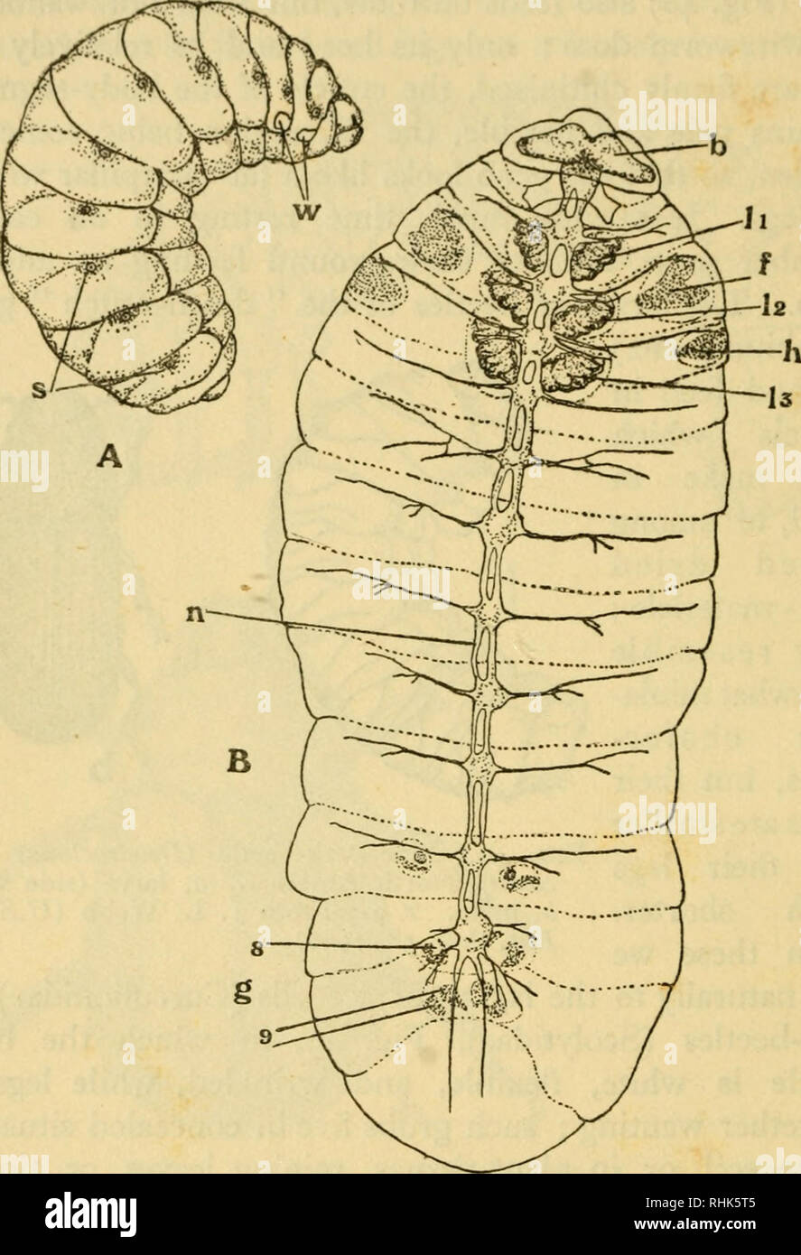 . The biology of insects. Insects -- Biology. i8o THE BIOLOGY OF INSECTS Among the two-winged flies (Diptera) all the larvae are destitute of true legs, and in the house-fly and bluebottle group (Muscoidea) the head-region becomes so much. Fig. 50.—Larva of Honey Bee (Apis mellifica). A, side view, X 4 ; zv, wing-buds seen through skin; s, spiracles. B, ventral body-wall with nerve-cord (w) exposed by dissection, X 12; 6, brain ; l^, /g, I3, imaginal buds of legs, /, forewing and //, hind wing buds, in their pouches; g, 8, 9, developing gonapophyses (processes of ovipositor). After J. A. Nelso Stock Photo