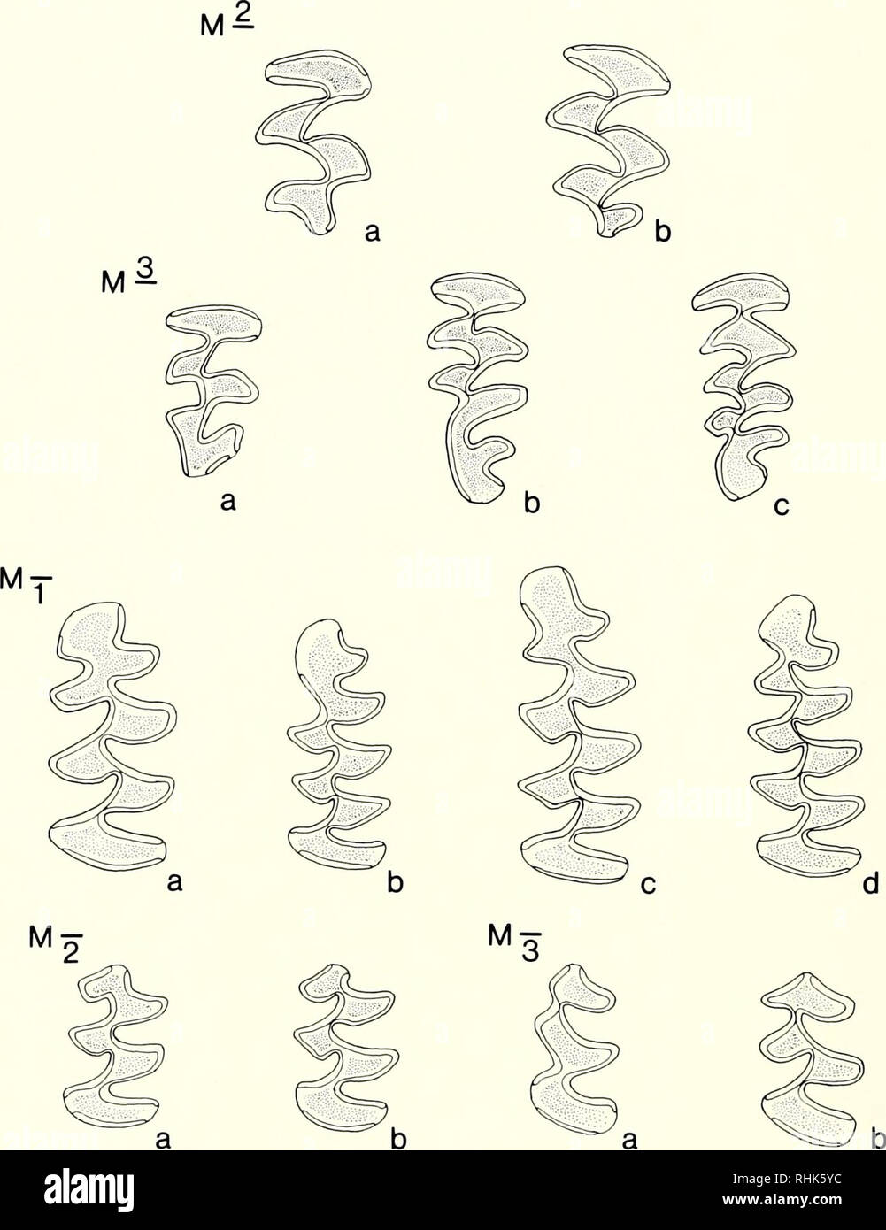 . Biology of New World Microtus. Rodents; Rodents; Microtus; Voles. 146 Carleton. Fig. 6. Occlusal view of principal molar variants in species of Microtus (see also Table 2). M- (=M2): a, M. (Pedomys) ochrogaster; b, M. {Microtus) pennsylvanicus. M^ (=M3): a, M. {Pedomys) ochrogaster; b, M. {Microtus) pennsylvanicus; c, M. {Microtus) chrotorrhinus. M, (=ml): a, M. {Orthriomys) umbrosus; b, M. {Microtus) oeconomus; c, M. {Microtus) pennsylvanicus; d, M. {Stenocranius) miurus. M2 (=m2): a, M. {Pedomys) ochrogaster; b, M. {Microtus) pennsylvanicus. M, (=m3): a, M. {Microtus) pennsylvanicus; b, M. Stock Photo