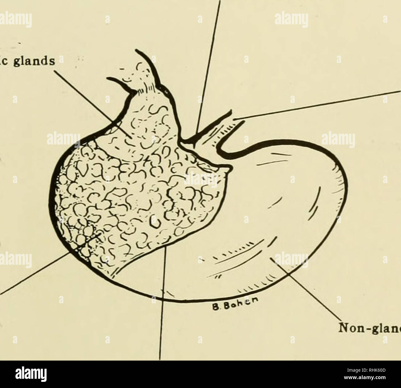 . Biology of the laboratory mouse. Mice as laboratory animals; Mice; Animals, Laboratory; Mice. HISTOLOGY 117 thickness. The lamina propria is composed of fibrous connective tissue and does not form papillae. The mucous membrane forms longitudinal folds. The muscularis mucosae is developed only in the lower, caudal third while in the upper two thirds the lamina propria is continuous with the loose connective tissue of the submucosa. The muscularis externa is composed of striated muscle fibers throughout the entire length of the tube to the Cardiac antrum Region of pyloric glands Region of gast Stock Photo