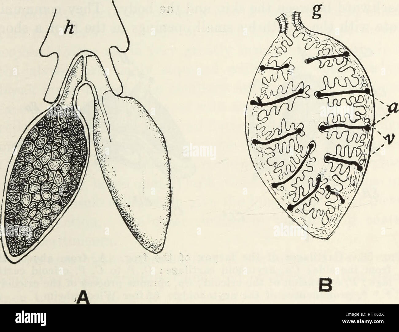 The Biology Of The Frog Frogs The Vocal And Respiratory Organs 169 Serves As A Means Of Attachment For The Necks Or Roots Of The Lungs The Arytenoid Cartilages Are A