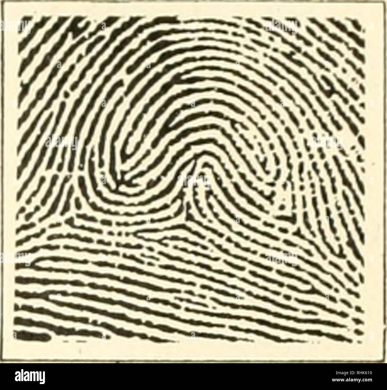 https://c8.alamy.com/comp/RHK610/biology-and-man-biology-human-beings-plain-whorl-central-pocket-loop-fingerprints-as-distinctive-as-faces-double-loop-federal-bureau-of-investigation-accidental-details-so-small-as-ordinarily-to-escape-notice-show-such-variations-that-they-serve-as-a-most-dependable-means-of-identifying-particular-individualswhether-they-are-criminals-wanted-by-the-police-or-kidnaped-businessmen-wanted-by-their-families-two-fish-may-be-of-exactly-the-same-size-or-two-leaves-on-a-tree-of-the-same-length-just-as-a-hundred-girls-may-all-weigh-exactly-ninety-nine-pounds-yet-each-is-unique-for-however-muc-RHK610.jpg