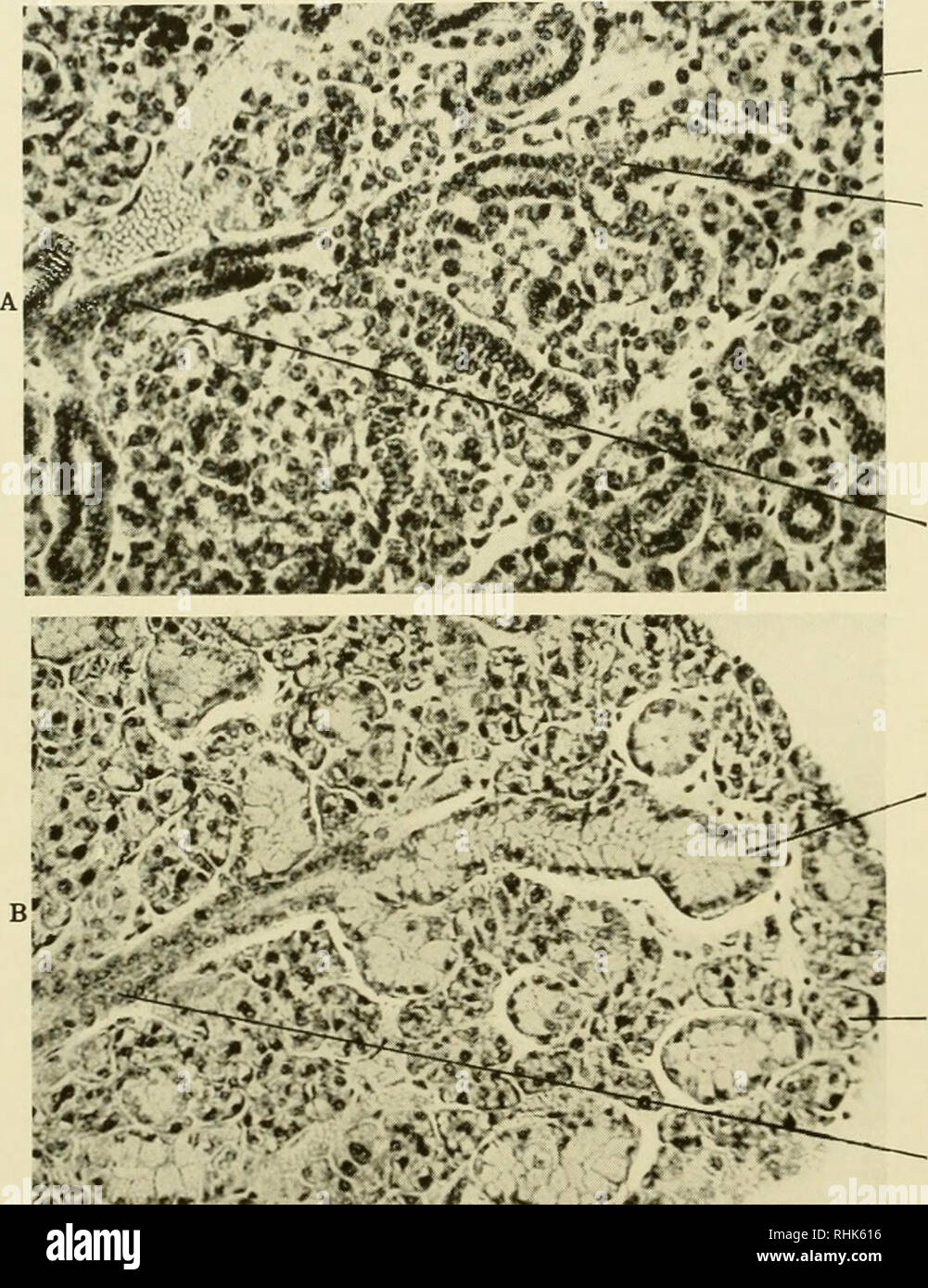 . Biology of the laboratory mouse. Mice as laboratory animals; Mice; Animals, Laboratory; Mice. 114 BIOLOGY OF THE LABORATORY MOUSE The central intralobular ducts of both sexes are Hned by rodded epithelium. In the adult female this type of epithelium also lines the terminal tubules into which the central intralobular ducts divide (Fig. 50A). In the adult male the lining of the terminal tubules and some of the alveoli opening into them consists of tall columnar epithelial cells with the nuclei near and often flattened against the bases (Fig. 50B). These cells resemble mucous cells. Terminal tu Stock Photo