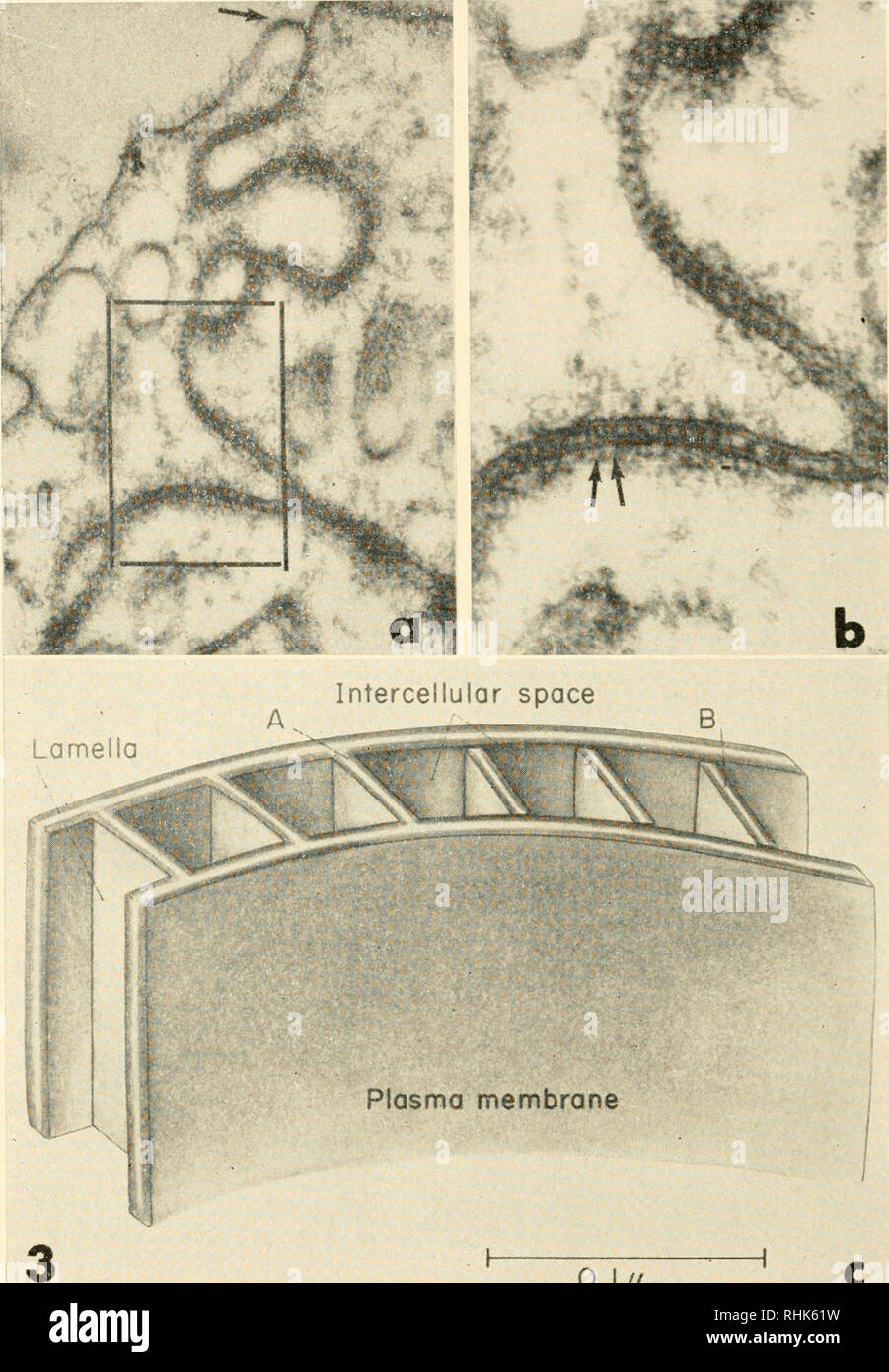 . The biology of hydra and of some other coelenterates, 1961. Hydra; Cnidaria; Ctenophora; Cnidaria; Hydra. Plasma membrane 0.1// Fig. 3. An epidermal septate desmosome of Pelamatohydra. The junction of three cells in a shows the reflection of ceil surfaces into the attachment region (arrow) and the prominent cross connections. At b the lower central portion of a (framed) is shown at higher magnification. At the double arrow the outer dense component of the lower plasma membrane appears to be continuous with the dense lines of the intercellular septa. The diagram at c illustrates the arrangeme Stock Photo