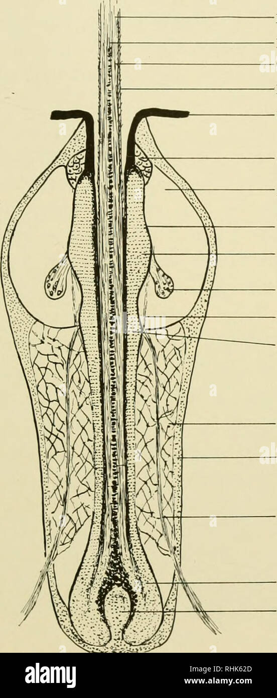 Cortex Medulla Cuticle Stock Photos Cortex Medulla Cuticle Stock