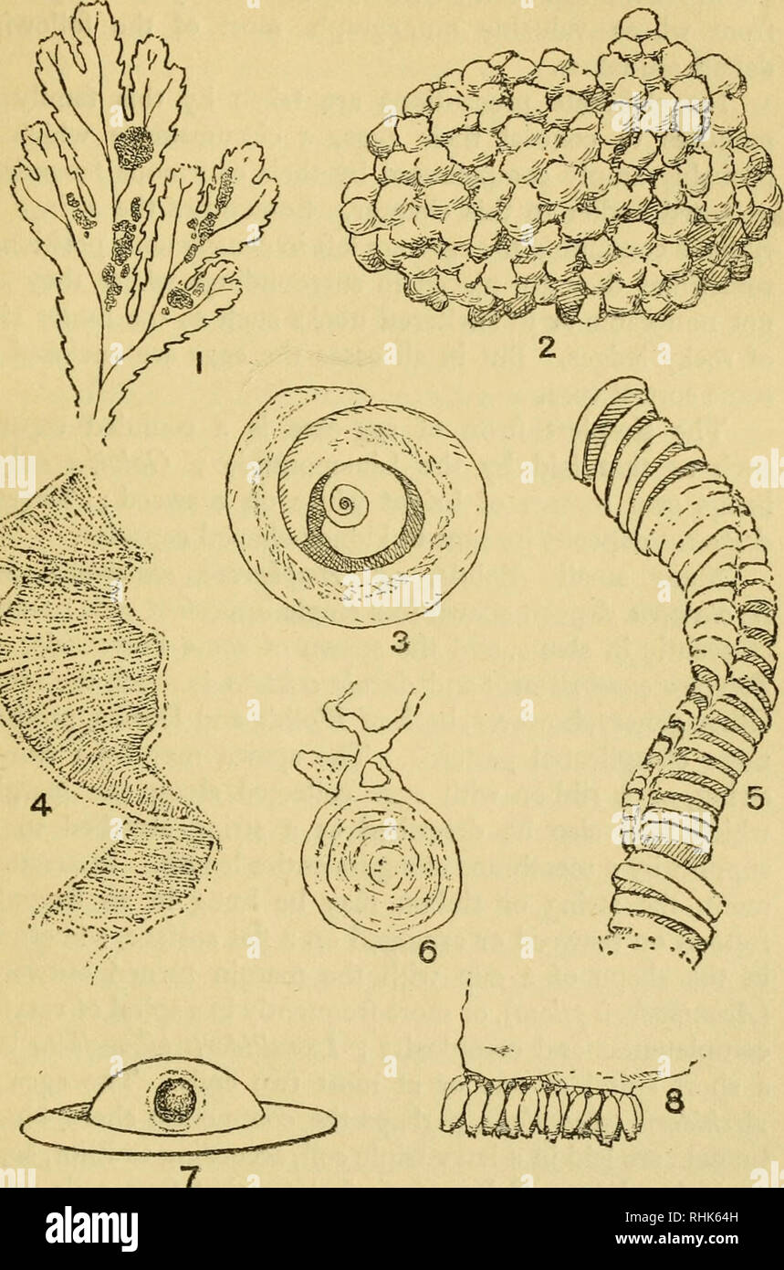 . The biology of the sea-shore. Marine biology. REPRODUCTION AND GROWTH 273. jM -V. /^^'^'â :S^ V-' .;:.'â -'â¢-'---Â«) Fig. 18.âSpawn of shore animals, i, Spawn of Littorina obtusata on Fuctts serratus; 2, Egg-cases of whelk {Buccinum undatum); 3, Spawn of Natica ; 4, Egg-ribbon of Dorid; 5, Egg-cases of Fulgtir; 6, Spawn of Polychaet ; 7, Egg and capsule of Littorina littorea (after Tattersall); 8, Egg capsules of Purpura lapillus.. Please note that these images are extracted from scanned page images that may have been digitally enhanced for readability - coloration and appearance of these  Stock Photo