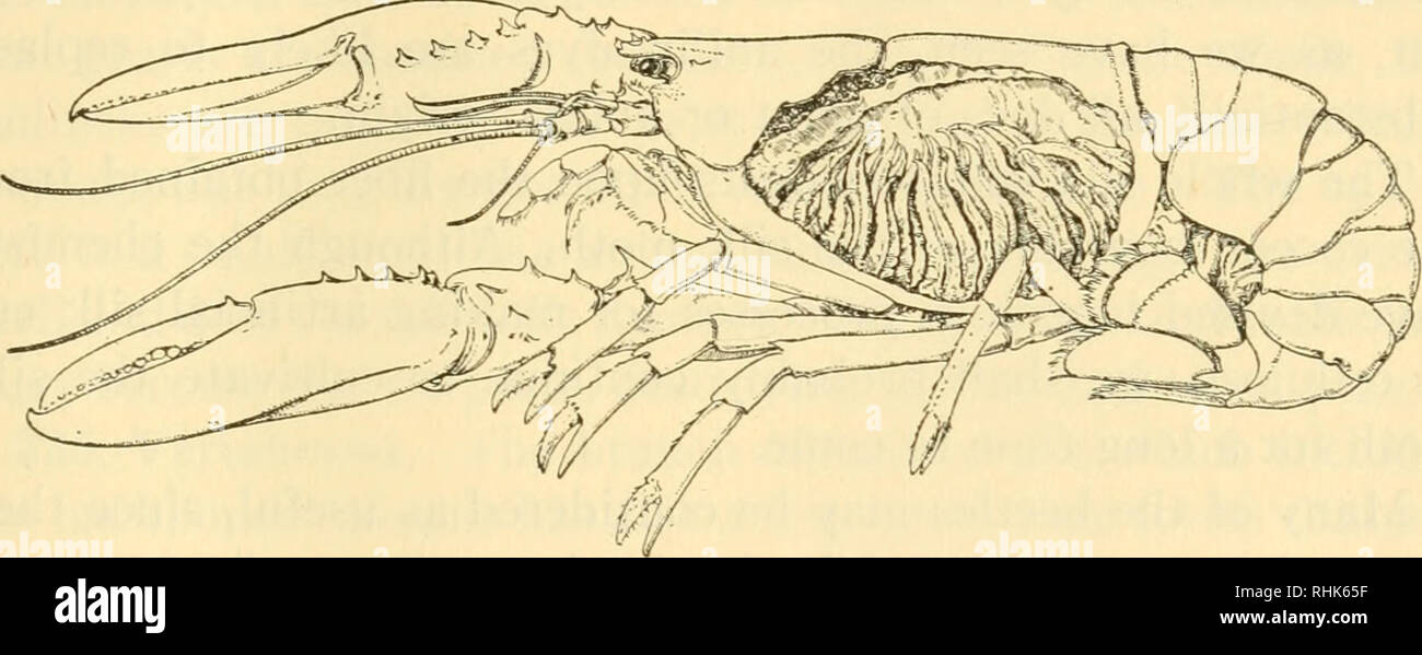 Biology and human life. Biology. CLASSES OF ANIMALS 451 3. Class Arachnida.  Most of the true spiders are useful be- cause of their constant warfare  upon insects. The ticks are altogether