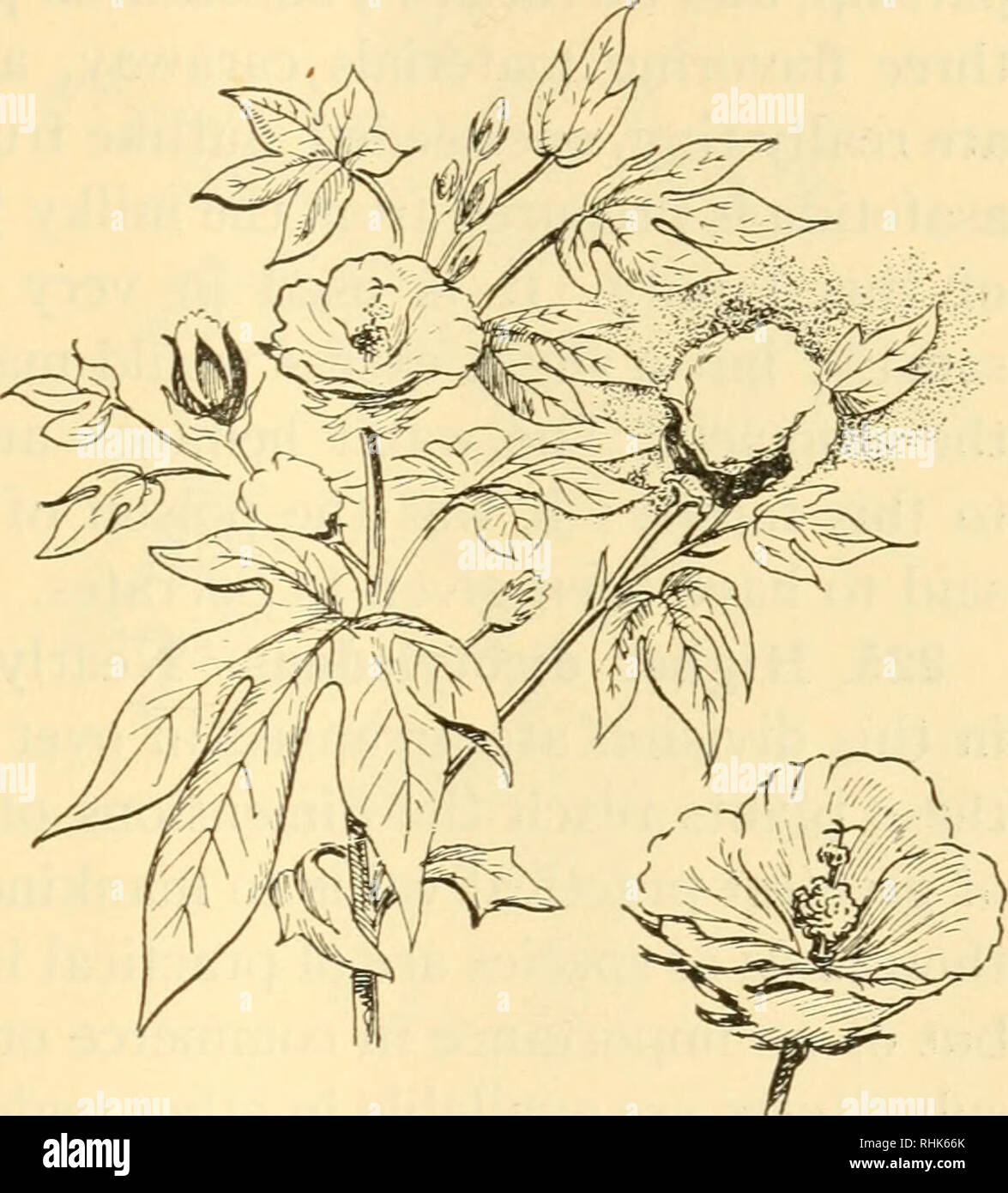 . Biology and human life. Biology. CLASSES OF PLANTS 441 15. Sumac family. Some of the sumacs yield tannin; otherwise the family is noticed by most people as a nuisance, because of the poison ivy and the poison sumac. 16. Maple family. The maple is valuable as hard wood and is still a considerable source of sugar. 17. Grape family. Though a small family in number of species, the grape family has many varieties. The fruit is the basis of many kinds of wine as well as of soft drinks, and is used increas- ingly in this country in the dried form, as raisins. 18. Mallow order. In the cotton plant v Stock Photo