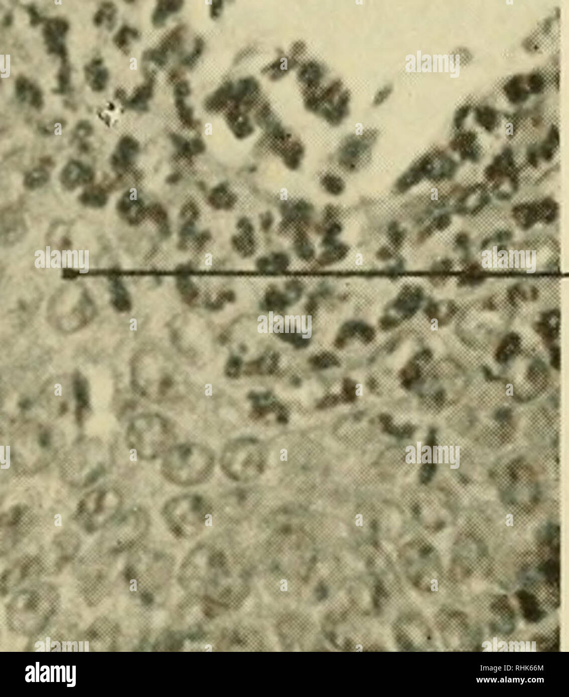 . Biology of the laboratory mouse. Mice as laboratory animals; Mice; Animals, Laboratory; Mice