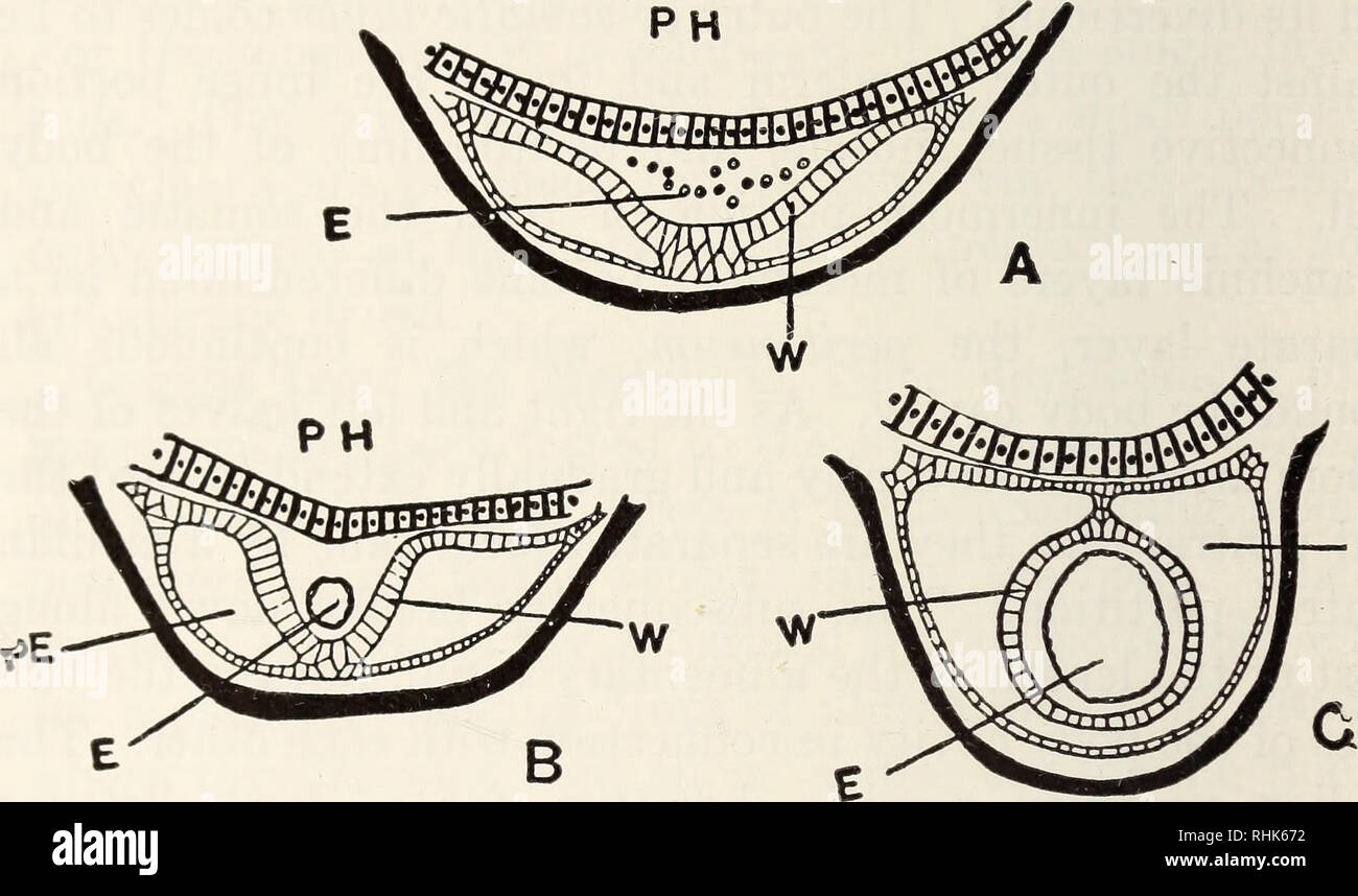 The biology of the frog. Frogs. 116 THE BIOLOGY OF THE FROG selves into a  layer that becomes the endothelial lining of the heart. The cavity outside  the tube becomes the