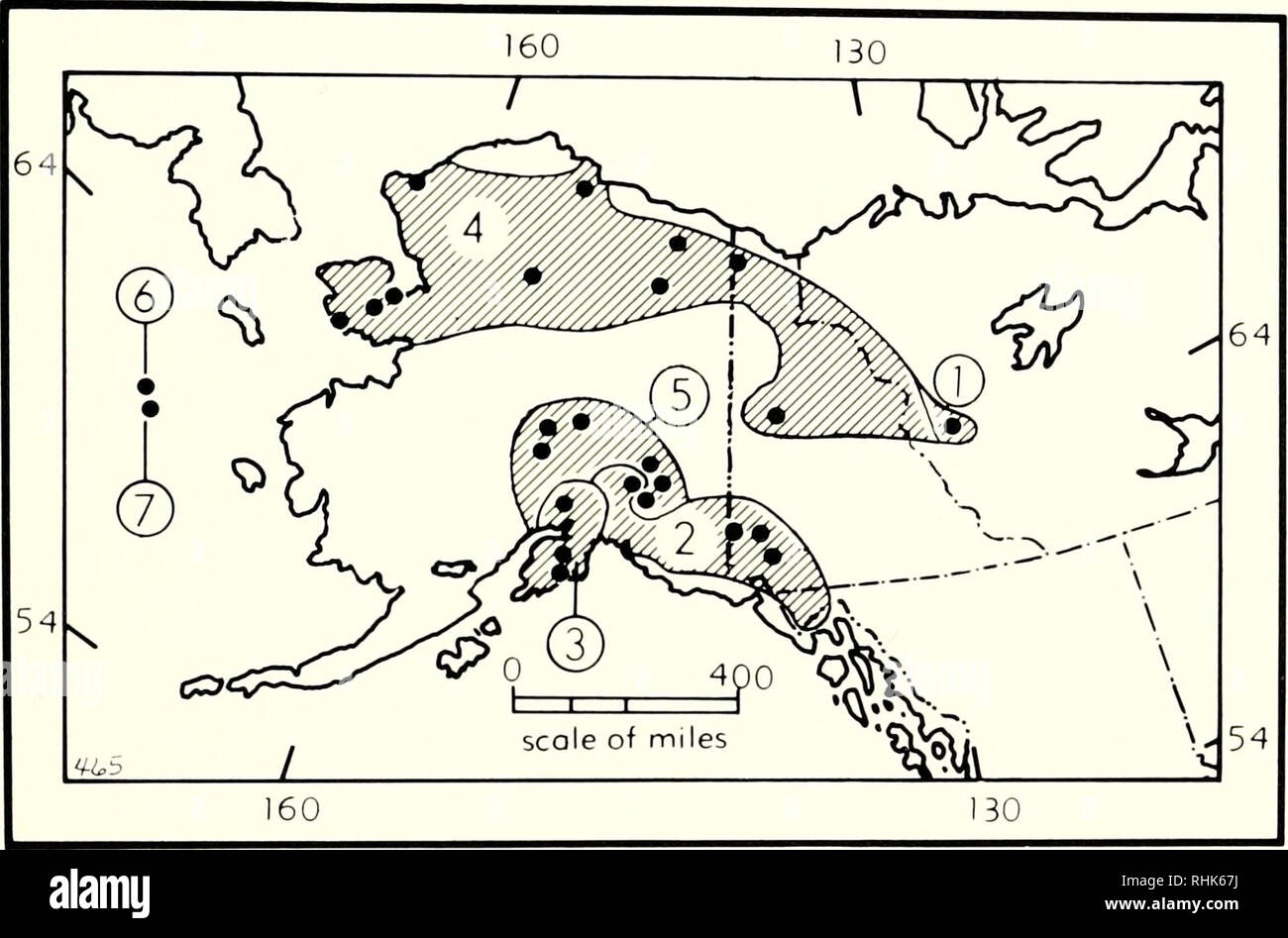 . Biology of New World Microtus. Rodents; Rodents; Microtus; Voles. Zoogeography 89. Fig. 2. Distribution of Microtus mturus (mainland) and its insular allospecies M. abbreviatus (modified from Hall, 1981). Subspecies are: , M. m. andersom; 2, M. m. cantator; 3, M. m. miurus; 4, M. m. muriei; 5, M. m. areas; 6, M. a. abbreviatus; 7, M. a. fisheri. (Fig. 2) are the singing vole, M. miurus (and its insular allospecies, the St. Matthew Island vole, M. abbreviatus), and the meadow vole, M. pennsylvanicus (Fig. 3). Microtus miurus and M. abbreviatus are classified in the subgenus Stenocranius toge Stock Photo