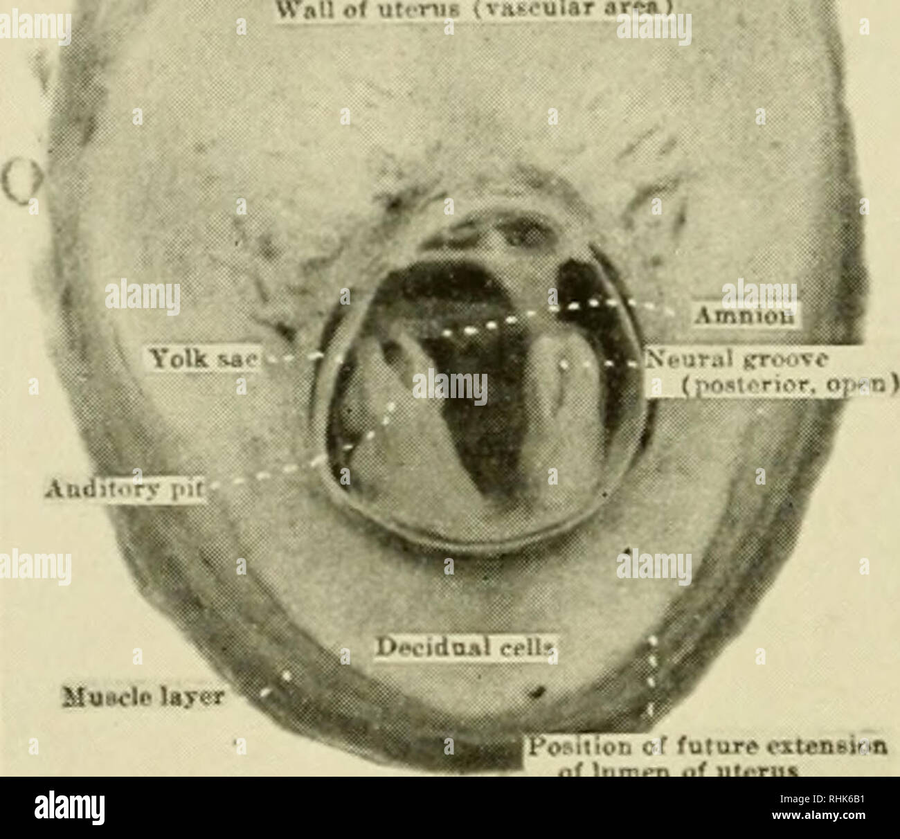 . Biology of the laboratory mouse. Mice as laboratory animals; Mice; Animals, Laboratory; Mice. 48 BIOLOGY OF THE LABORATORY MOUSE Because of its relation to the U-shaped pericardial coelom, the heart is itself a U-shaped structure at this stage* with the base of the U lying just cephalad to the anterior intestinal portal (Fig. 30). As the intestinal portal / /. ^^â â¢9':. Please note that these images are extracted from scanned page images that may have been digitally enhanced for readability - coloration and appearance of these illustrations may not perfectly resemble the original work.. Ros Stock Photo