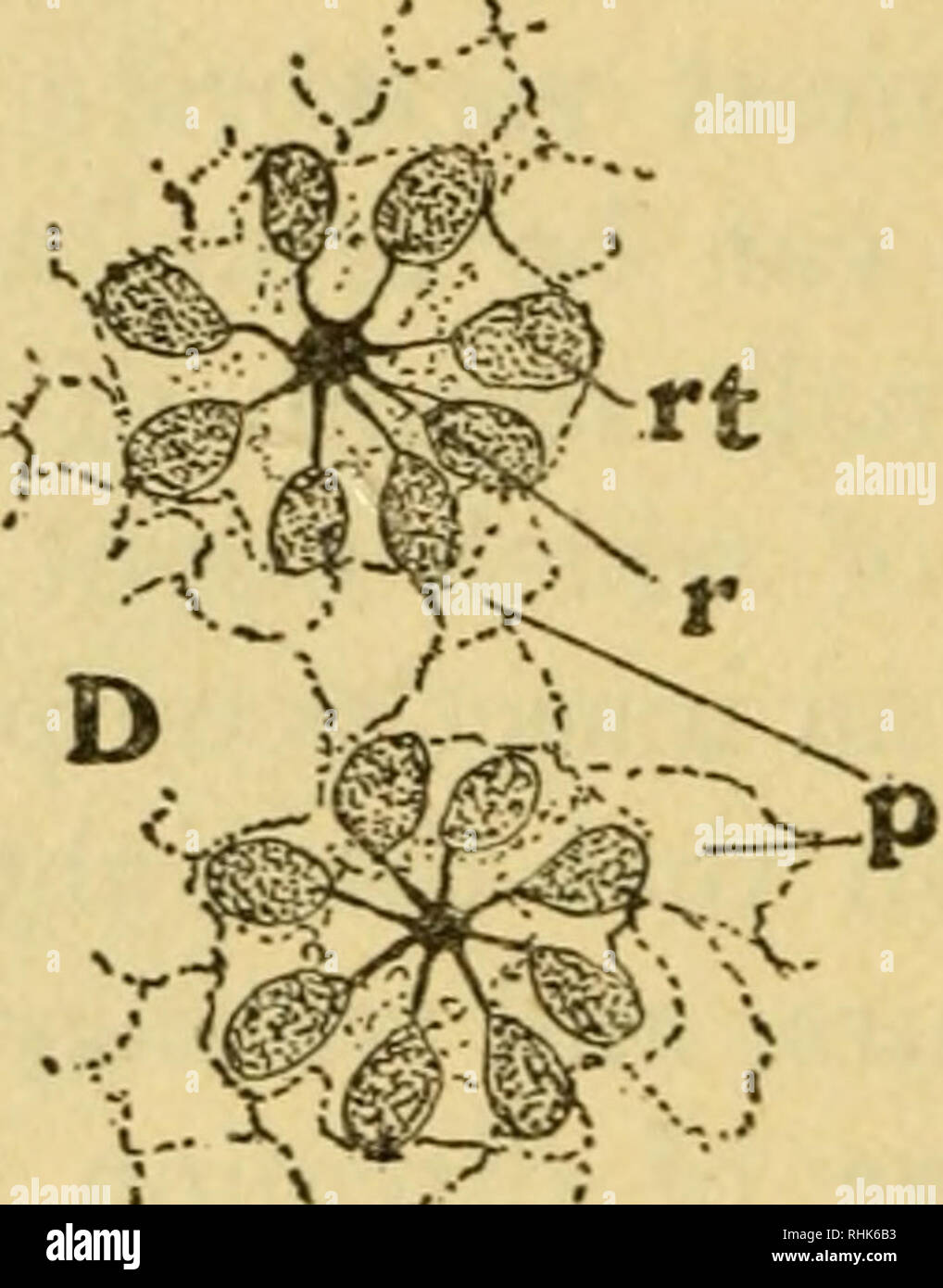 . The biology of insects. Insects -- Biology. Fig. 29.—Details of Ommatidia of Compound Eye of Honey Bee, A, Longitudinal section of an ommatidium ; B, Surface view; C, Oblique transverse section through apices of cones and outer region of retinulae ; D, Transverse section through retinulae and rhabdoms. cr, corneal facet and lens ; c, crystalline cone ; r, rhabdom ; rt, retinula ; /&gt;, pigment cells ; «, nerve-fibre. A and B X 450. C and D X 1000. After E. F. Phillips. membrane of the eye and passes on towards the optic ganglion. Each series of lens, crystalline cone, rhabdom. Please note t Stock Photo