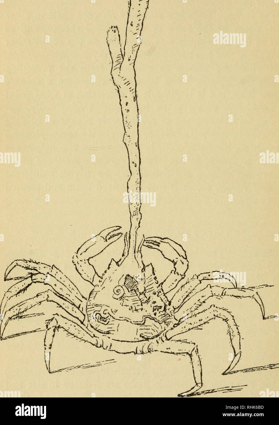 . The biology of the sea-shore. Marine biology. 92 THE BIOLOGY OF THE SEA-SHORE other similar phenomena are often just as important for offensive as for defensive purposes, enabling the animal to. Fig. 8.—Spider-crab partly masked by sponge on front of carapace. Stalk its prey or to lie in wait for it unseen. For instance, the habit possessed by Tealia crassicornis of covering its warty body with particles of shell and gravel found in shore. Please note that these images are extracted from scanned page images that may have been digitally enhanced for readability - coloration and appearance of  Stock Photo