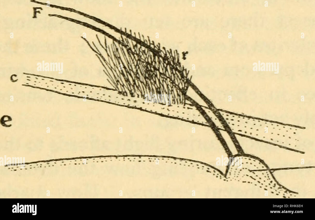Wing coupling hires stock photography and images Alamy