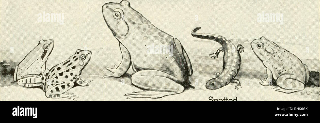 . Biology and man. Biology; Human beings. Wood frog Grass frog {Rana