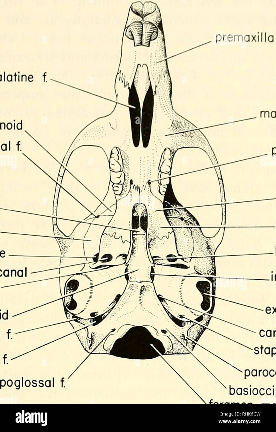 . Biology of Peromyscus (Rodentia). Mice; Peromyscus. /hidloiiiy 1.^1 premaxilla anter palatine f. orbitosphenoid sphenofrontal f. presphenoid allsphenoid foramen ovale allsphenoid ccno lacerate f basisphenoid stylomastoid f jugular f hypoglossal f. maxilla poster palatine f palatine pterygoid fossa basisphenoid con. int. aud. meatus ext. aud. meatus carotid canal stapedial f paroccipital process basioccipital foramen magnum Fio. 2. Ventral view of skull of Peromyscus inaniculatus. Mono County, Cali- fornia. The hyoid skeleton and its associated musculature vary signif- icantly in muroids (Spr Stock Photo