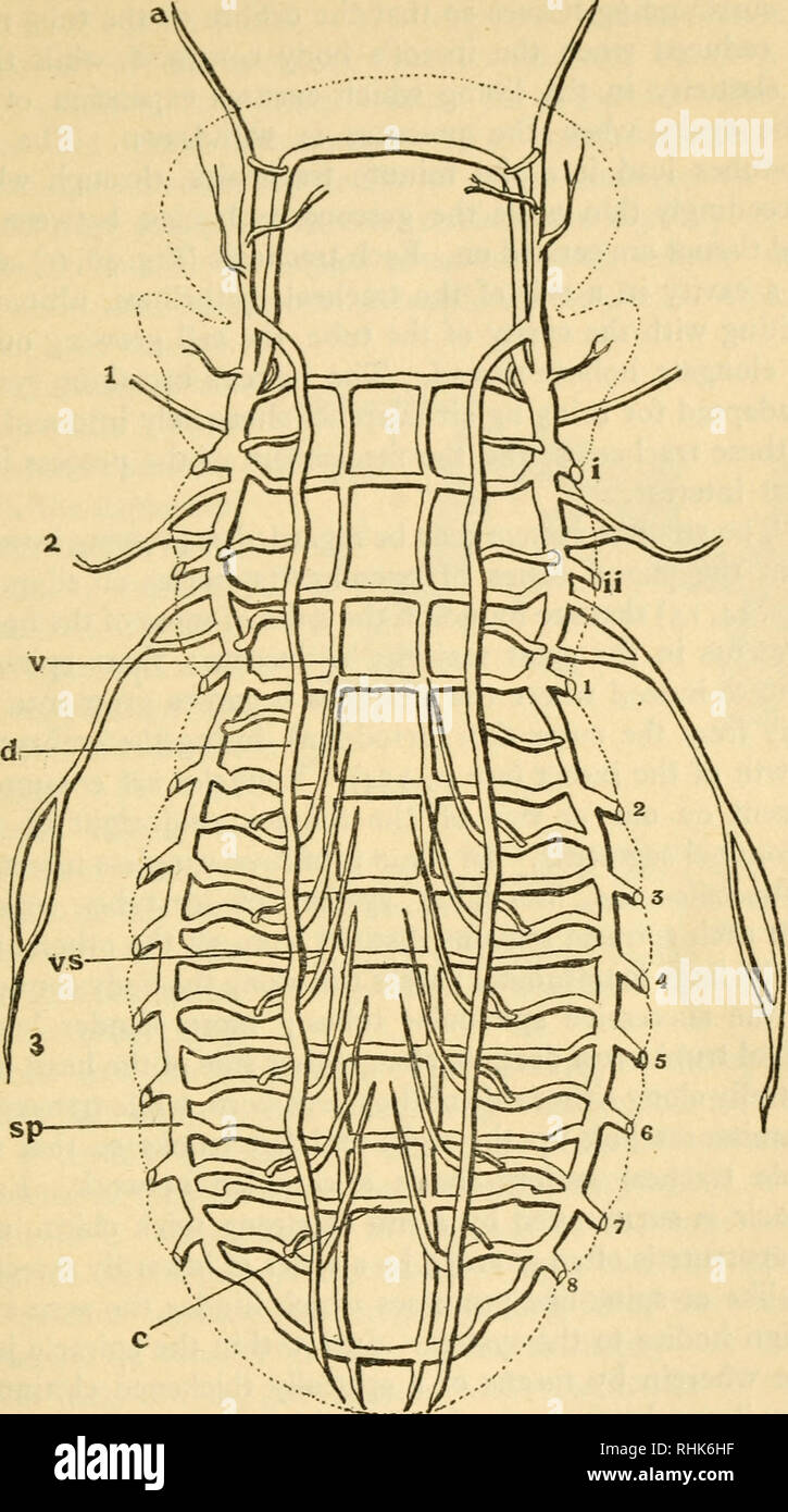 . The biology of insects. Insects Biology. FEEDING AND BREATHING 41
