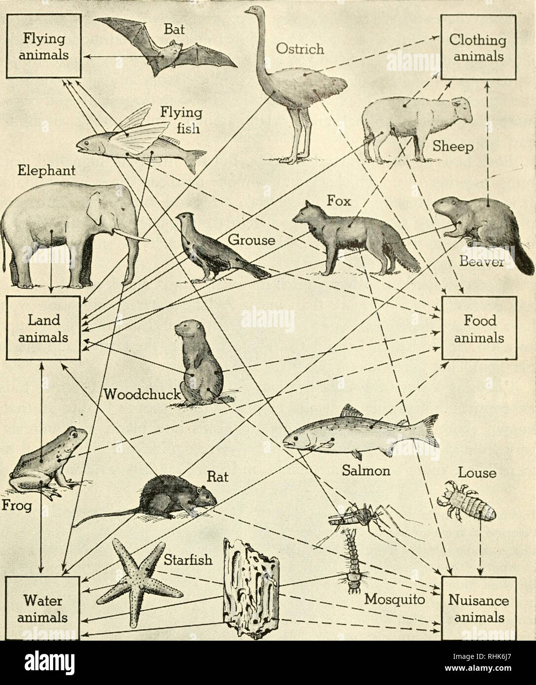 Biology and man. Biology; Human beings. Flying animals Clothing animals.  Water animals Nuisance animals L WAYS OF SORTING Shipworm We can classify  animals according to our concern with them or according
