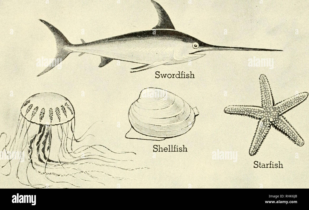 . Biology and man. Biology; Human beings. Jellyfish GENERAL NAMES AND ...
