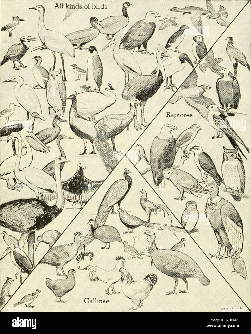 All birds details clearance