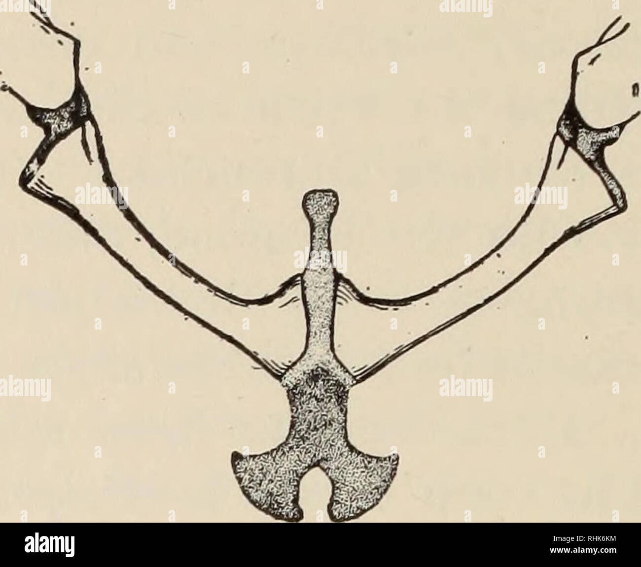 . The biology of the amphibia. Amphibians. 528 THE BIOLOGY OF THE ...
