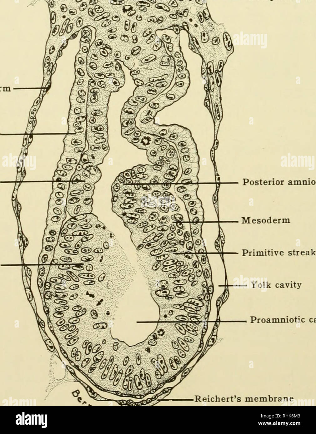 Biology Of The Laboratory Mouse Mice As Laboratory Animals