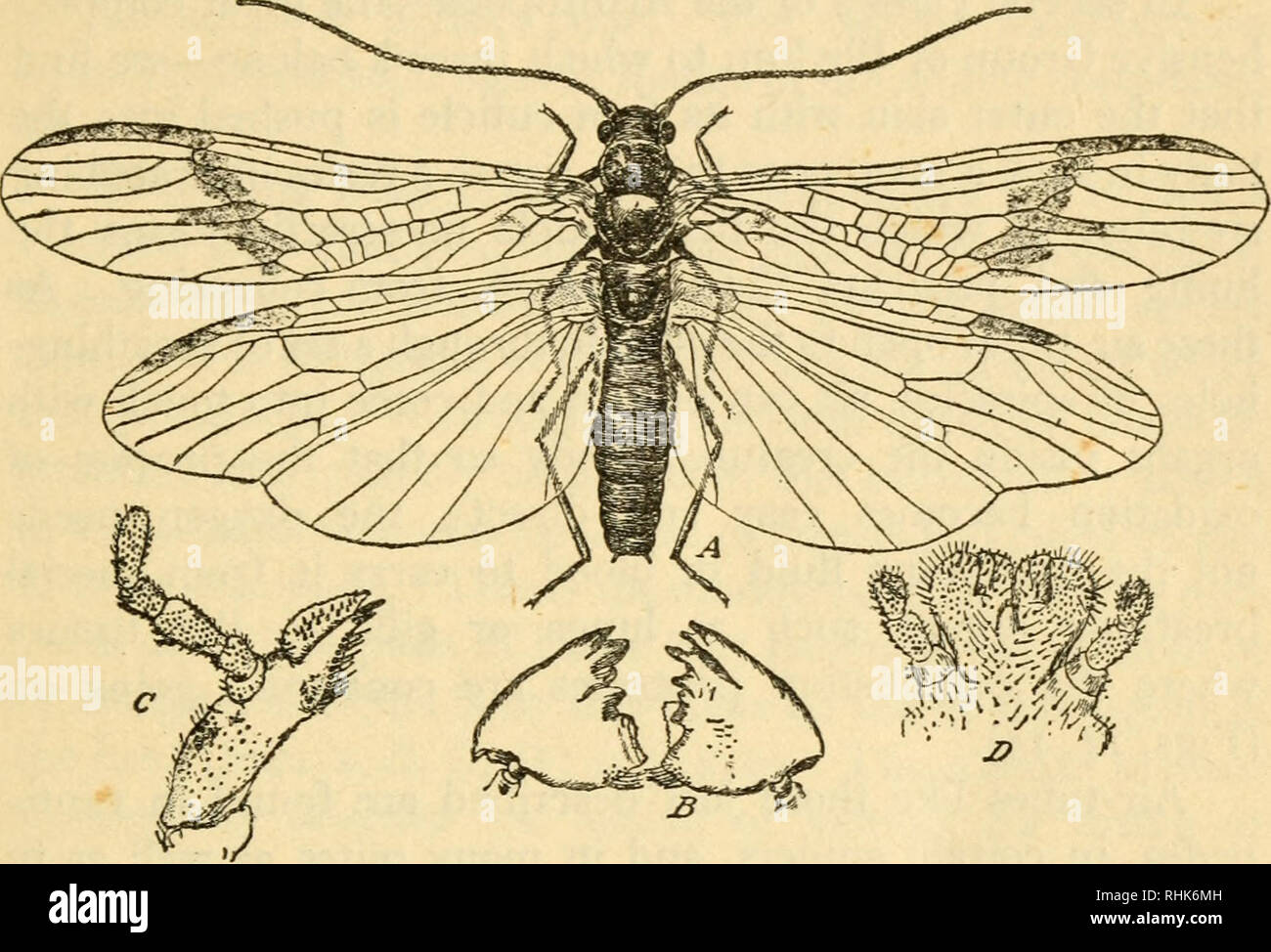 . The biology of insects. Insects -- Biology. INTRODUCTION 3 attached ...