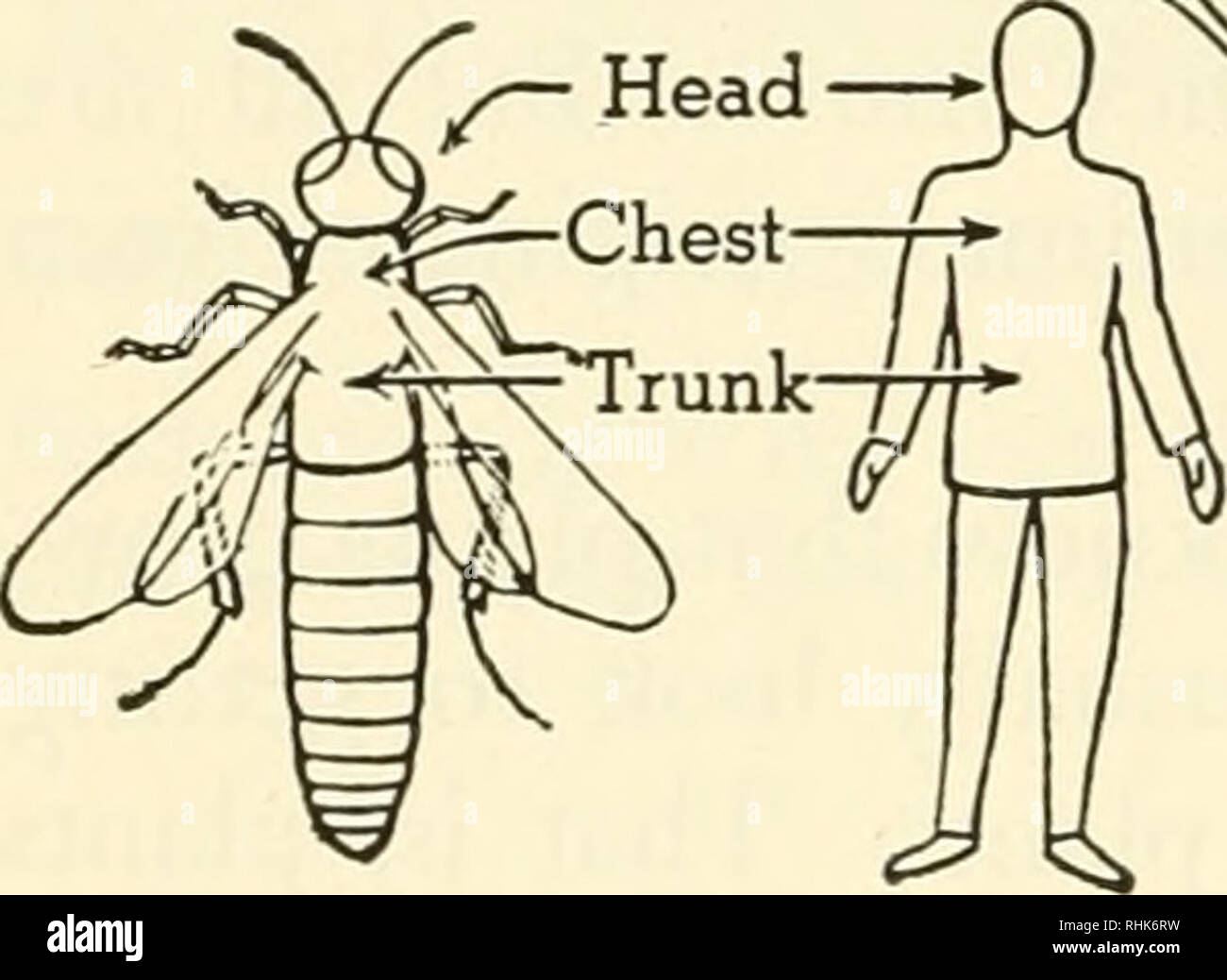 Characteristics of Plants and Animals