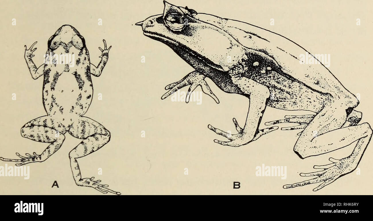 . The biology of the amphibia. Amphibians. RELATIONSHIPS AND CLASSIFICATION 493 phrys the pupil is vertical; the maxillary teeth are well developed, but the vomerine may be more or less reduced or absent; the omosternum is cartilaginous or calcified; while the sternum has a long, bony style. Nesobia of the Natuna Islands is a Megalo- phrys with a horizontal pupil. Scutiger of the Himalayas is a rough-skinned, high-mountain Megalophrys with short maxillary teeth. Aelurophryne of the same region is a Scutiger which has carried the specialization farther and lost the maxillary teeth entirely. Oph Stock Photo