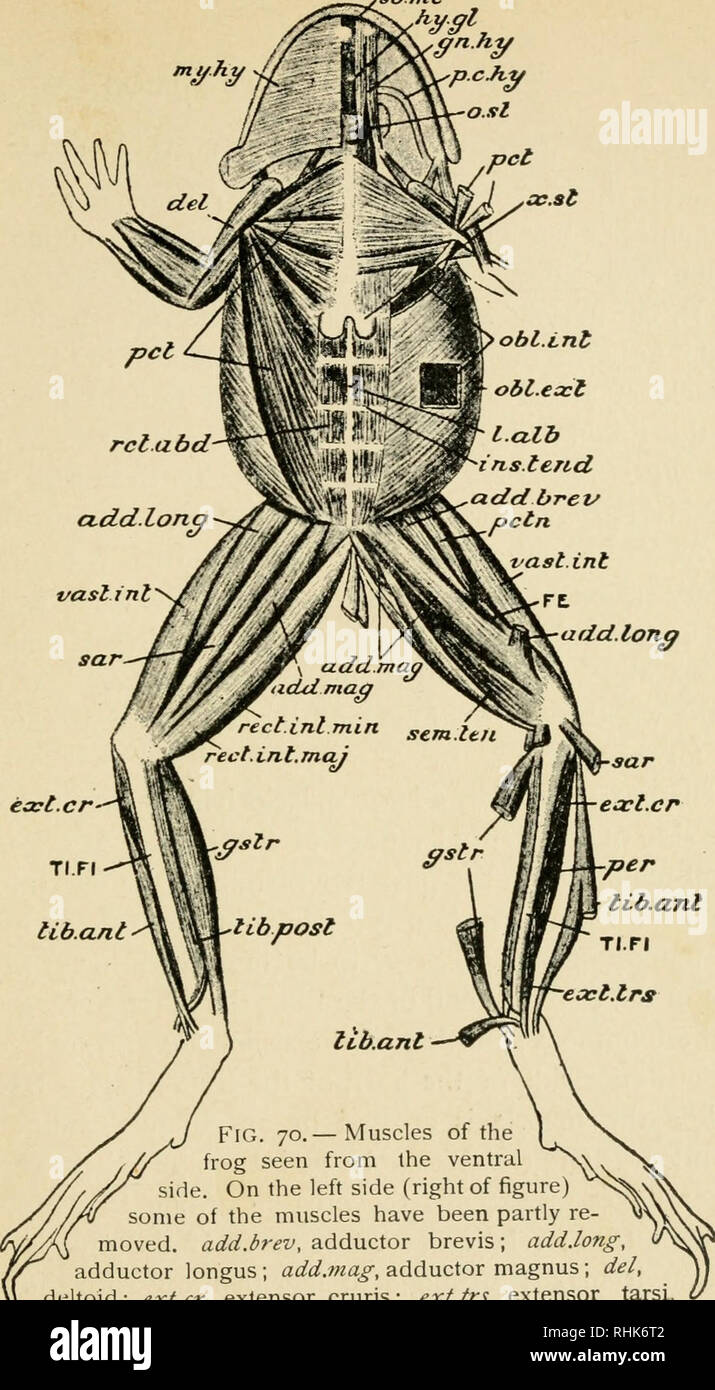 . The biology of the frog. Frogs. ,8b mt. Fig. 70,— Muscles of the frog seen from the ventral side. On the left side (right of figure) some of the muscles have been partly re- moved, add.brev, adductor brevis ; add.long, adductor longus ; ad?i^.w«^, adductor magnus; del, deltoid; ext.cr, extensor cruris; ext.trs, extensor tarsi, or tibialis anticus brevis; FE, femnx--gn.fiy, genio-hyoid; gstr, gastrocnemius livo-glossus; /«J'./&lt;?«, inscriptiones tendinae; /.fl/ty.hy, mylo-hyoid; transversus; Oi^/.^:*:/, obliquus externus; o.j/, omosternum ; /.^.//y, posterior cornu of hvoid; pet, pectorali Stock Photo