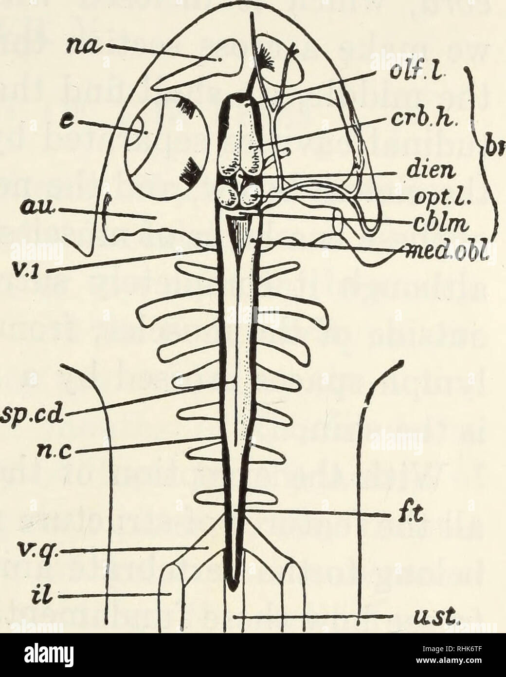 . The biology of the frog. Frogs. INTERNAL STRUCTURE S3 body muscles
