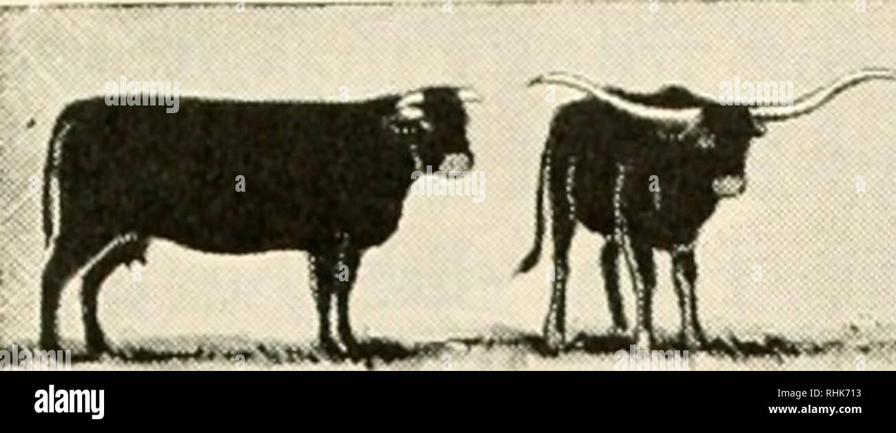 Biology And Man Biology Human Beings It J Shorthorn Longhom Gnu Brahman Yak Bison Musk Ox