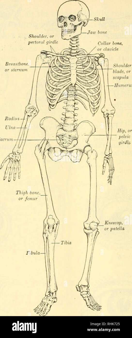 . Biology and human life. Biology. Shoulder, or pectoral girdle Collar