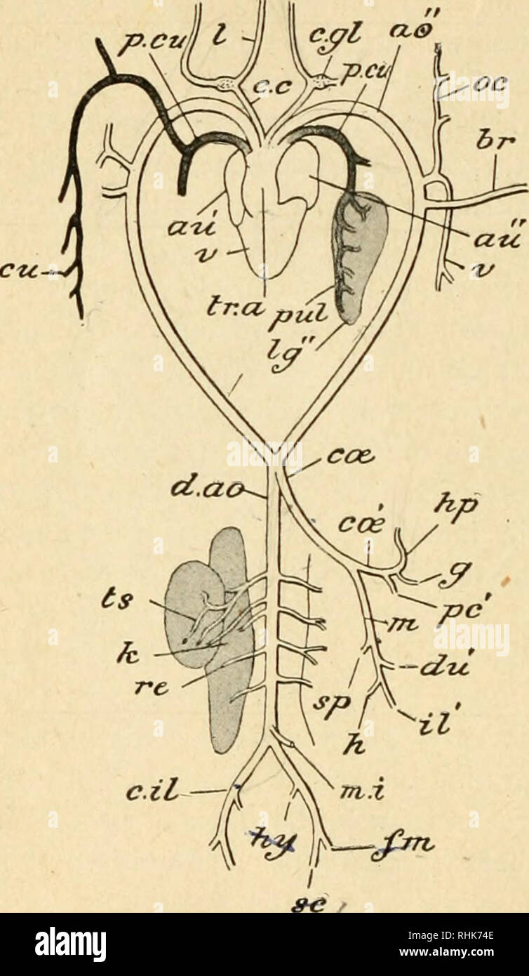 . The biology of the frog. Frogs. 268 THE BIOLOGY OF THE FROG. ^ ^ )j