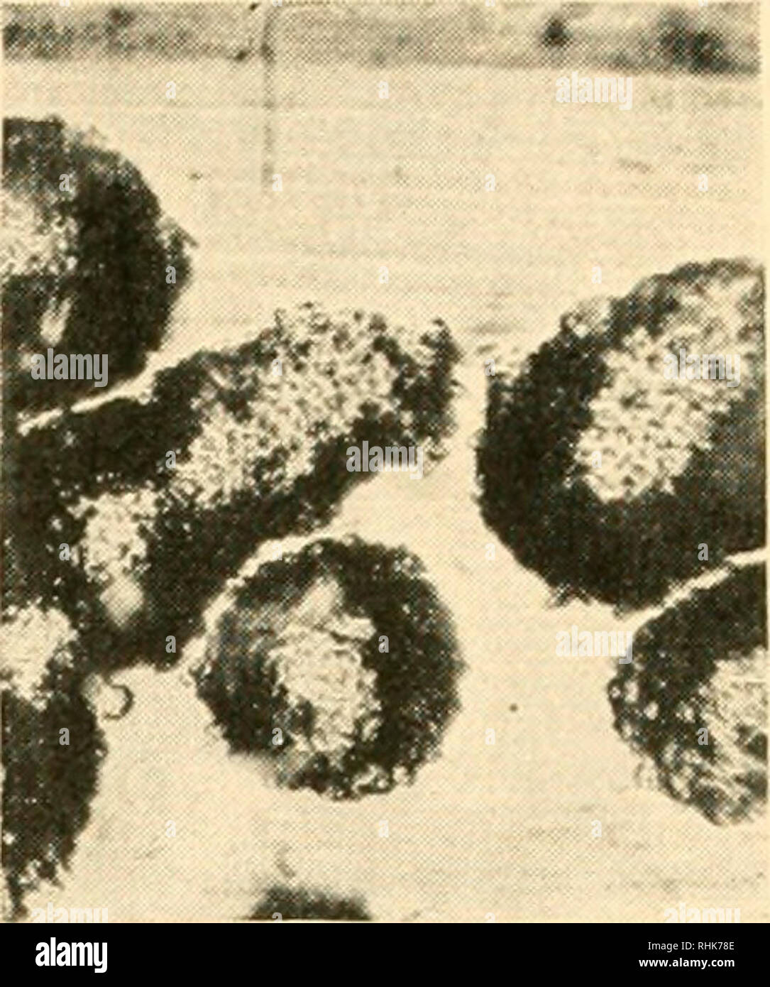 . The biology of pneumococcus; the bacteriological, biochemical, and immunological characters and activities of Diplococcus pneumoniae. Streptococcus pneumoniae; Streptococcus pneumoniae; Immunity; Immunity; Streptococcus pneumoniae. . Please note that these images are extracted from scanned page images that may have been digitally enhanced for readability - coloration and appearance of these illustrations may not perfectly resemble the original work.. White, Benjamin, b. 1879; Robinson, Elliott Stirling, b. 1894; Barnes, Laverne Almon, 1901-. New York, The Commonwealth fund ; London, H. Milfo Stock Photo
