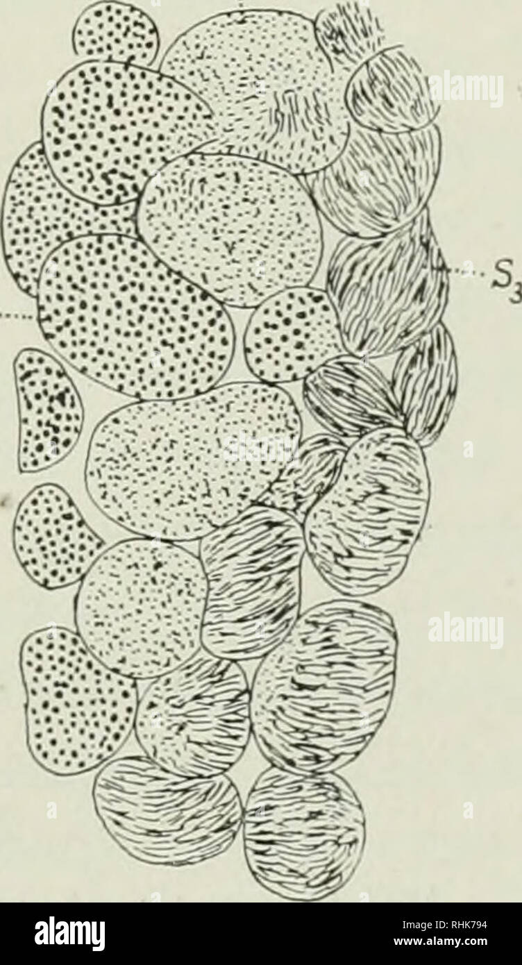 The Biology Of Dragonflies Odonata Or Paraneuroptera Dragon Flies Vn 10 Pig 92 Internal Reproductive Organs Of Aeschna Hrevistyla Ramb J Dorsal View X 2 Sr Sperm Reservoir Ts Testis Vd Vas