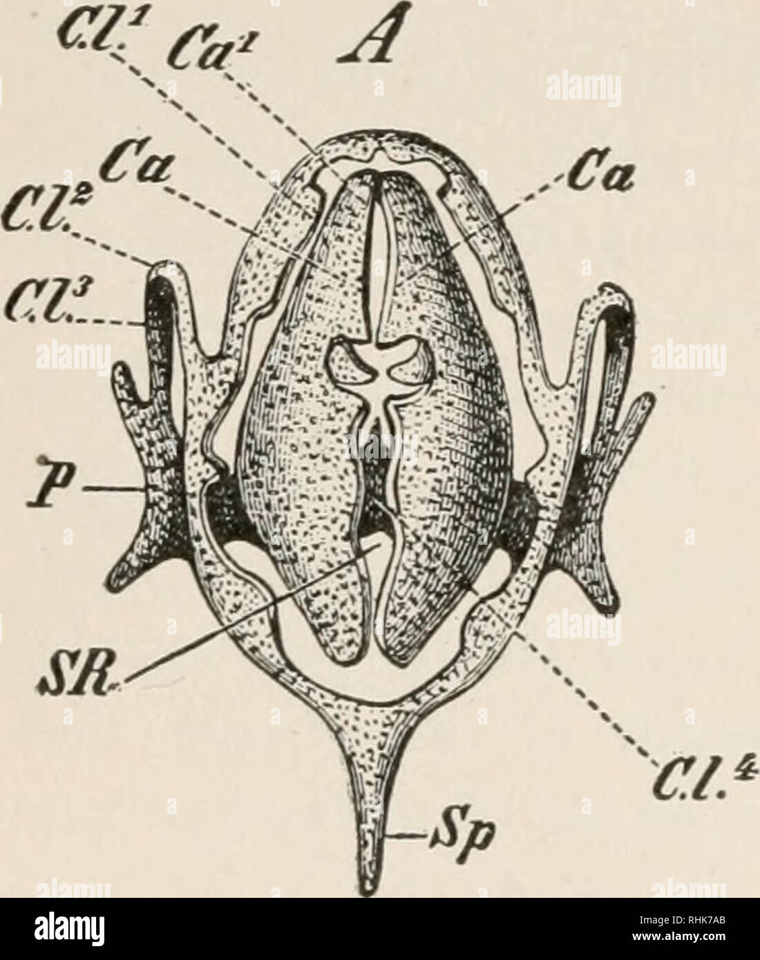 . The biology of the frog. Frogs. FlG. 44.— Respiratory organs of the
