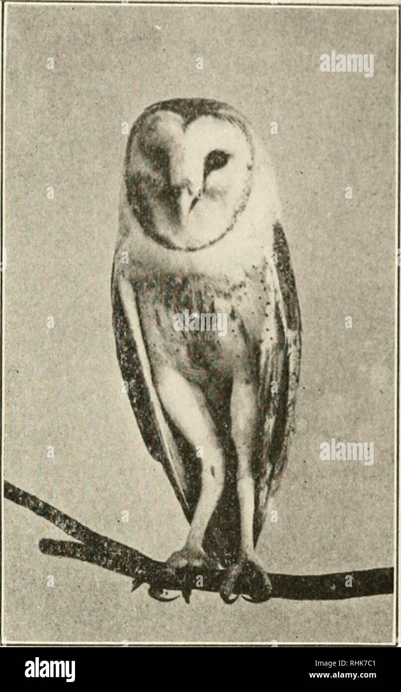 Biology in America. Biology. The Barn Owl hji Elwin li. ^(nihorn. Courtesy of the Seiv York Zooloijirnl Sorieti/.. Please note that these images are extracted from scanned page images